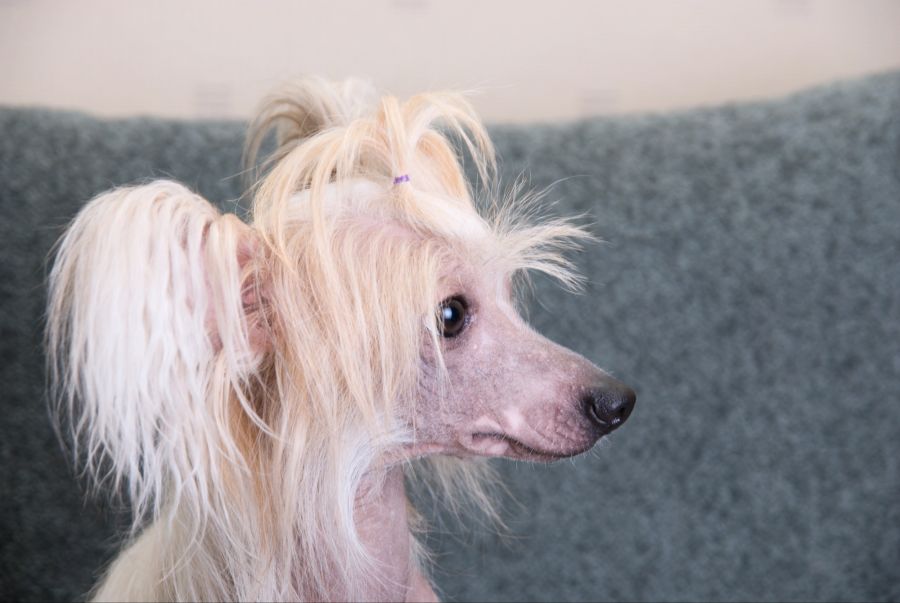 hässlichste hunderassen