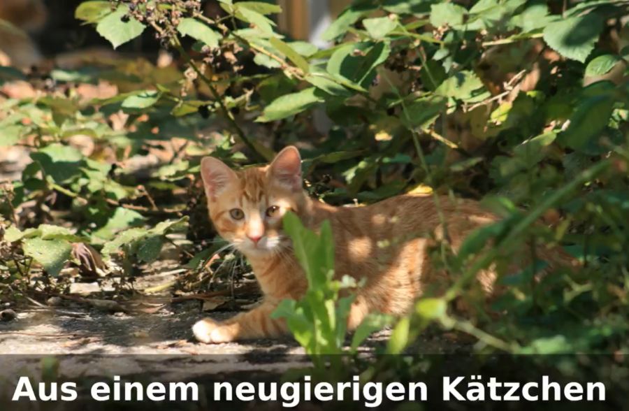 ..., neugieriges Kätzchen ...