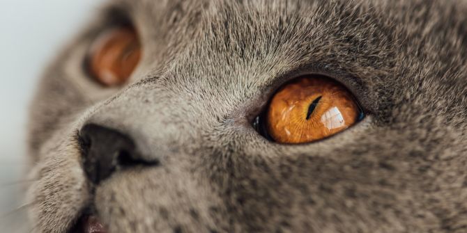 horner dyndrom katzen
