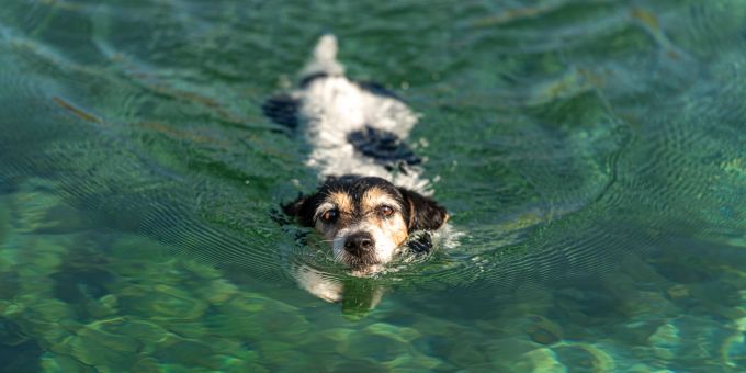 Gerade schwimmfreudige Hunde leiden öfter unter der sogenannten Wasserrute. Jack Russell Terrier schwimmt.