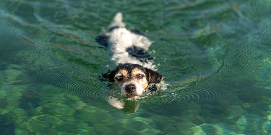 Jack Russell Terrier schwimmt.