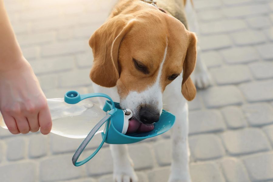 Die Gesundheit des eigenen Haustiers ist wichtig. Auch Tiere müssen viel Wasser trinken.