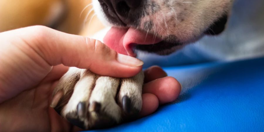 Hund leckt Pfote Frauenhand hält Pfote