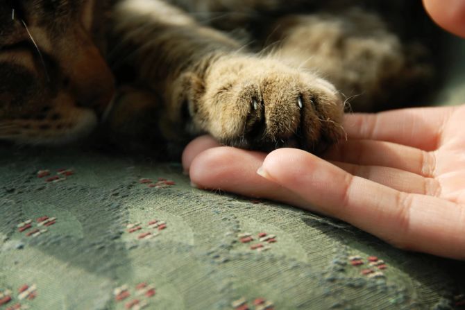 Besitzerin Katze eingeschläfert Tierärztin