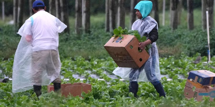 Arbeitskräfte vor allem aus Mittel- und Südamerika