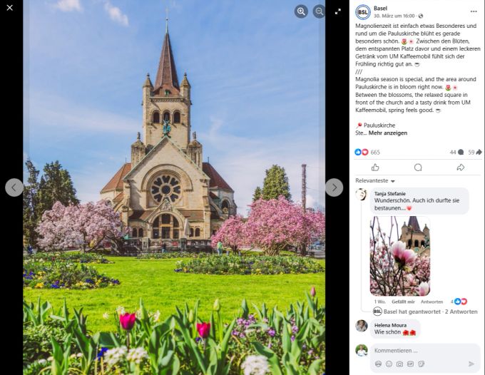 Basel Tourismus wirbt für die Magnolien vor der Pauluskirche. basel