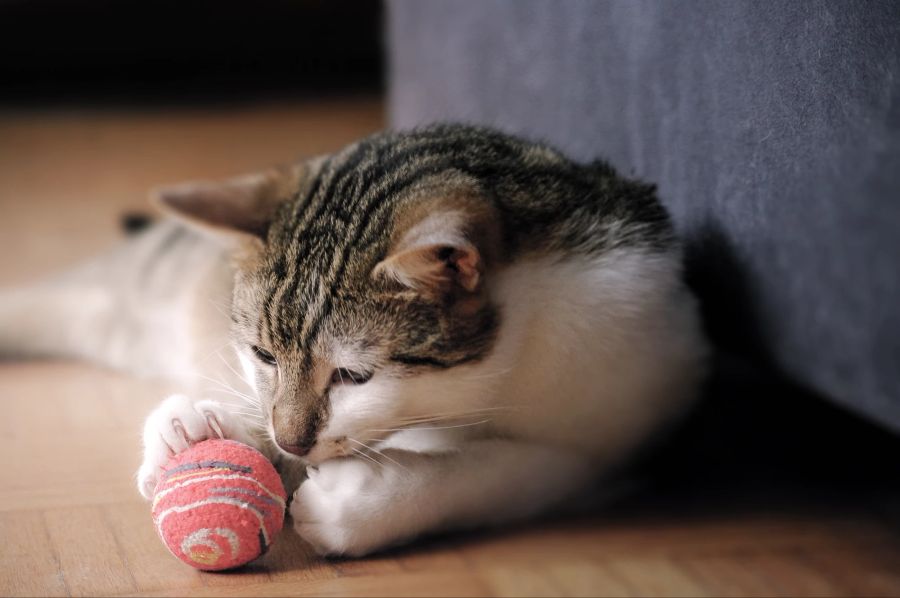 Katze mit Spielzeug