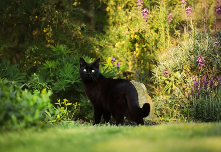 Schwarze Katze auf Wiese im Garten