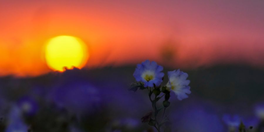 ARCHIV - Die Sonne geht hinter Blumen unter, die einen Blütenteppich über der Atacama-Wüste bilden, nachdem es in der Nähe von Copiapó geregnet hatte...Ungefähr 200 verschiedene P...