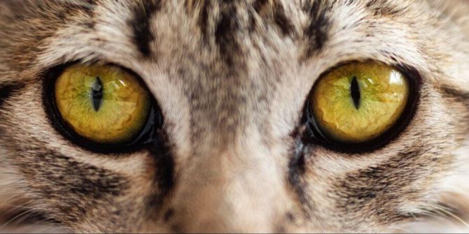 Katzenart