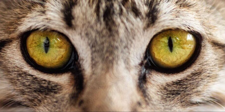 Katzenart