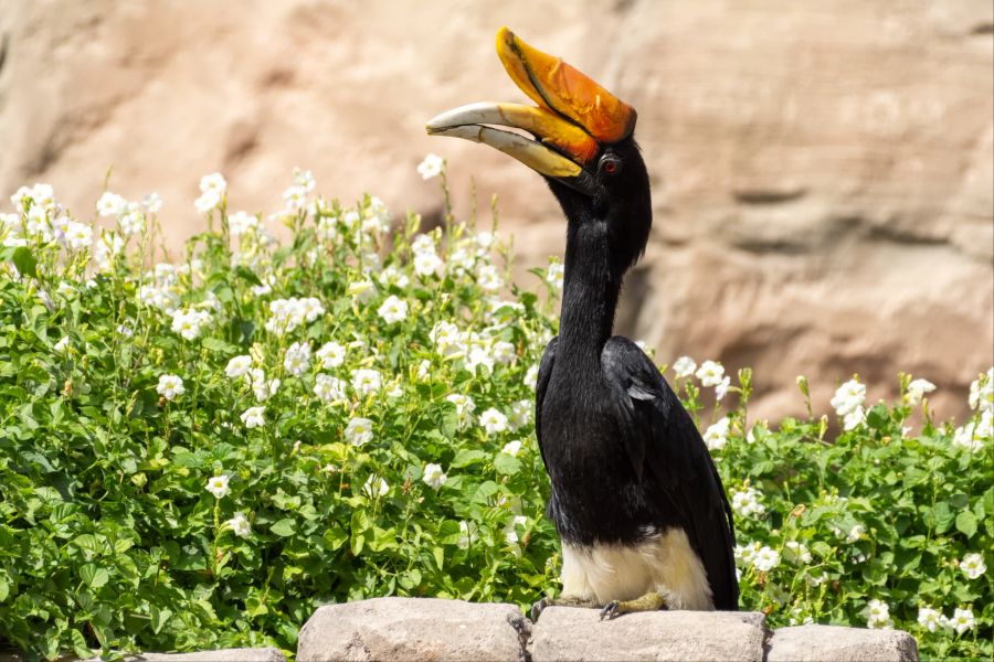 Hat dieser Vogel etwa zwei Schnäbel? Nein, der «obere Schnabel» ist beim Nashornvogel das sogenannte Schnabelhorn.