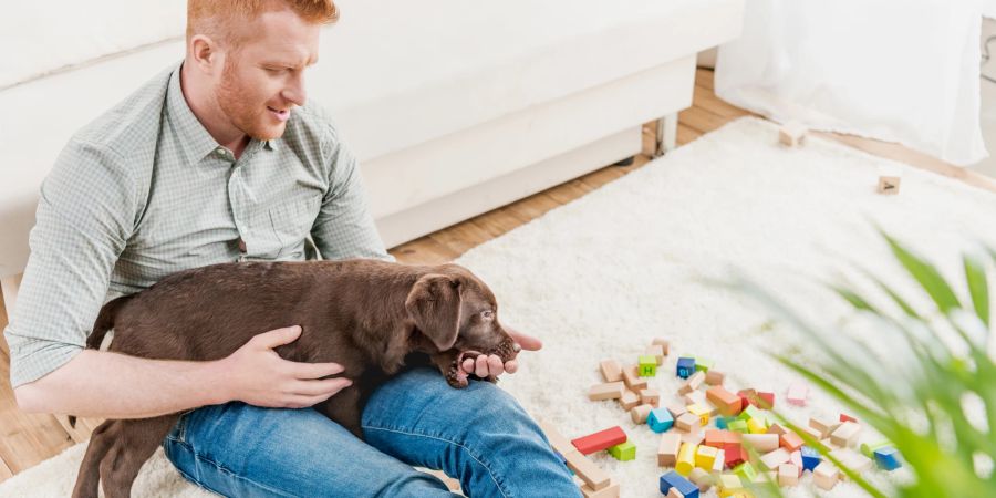 Hund Kosten Schweiz