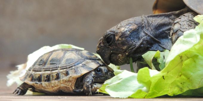 Wie bitte? - Mit Schildkröten! Basler Tierheim total überlastet