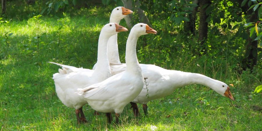 Mehrere weisse Gänse