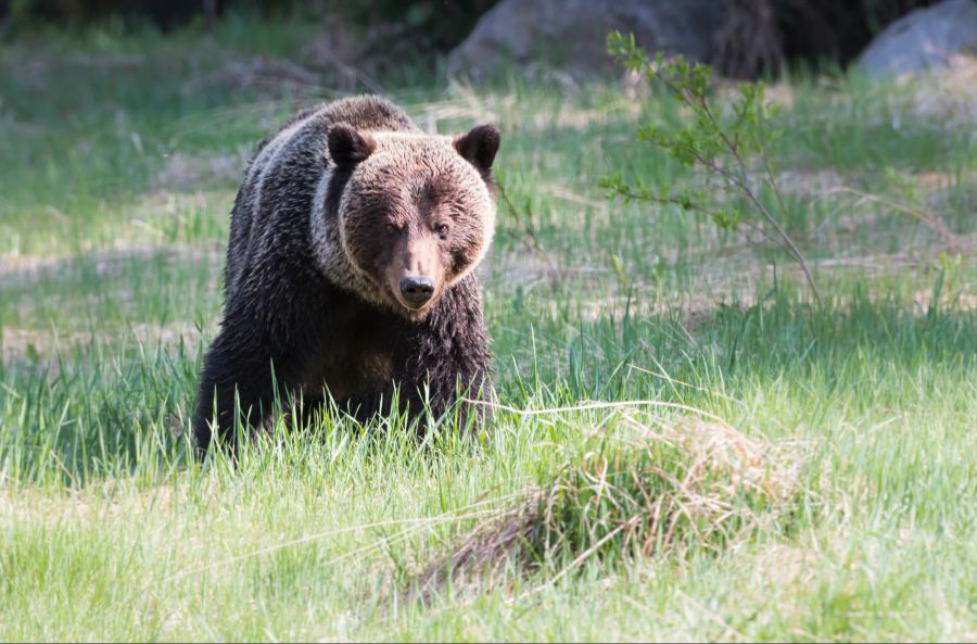 Tiere Schokolade