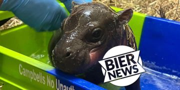 Nilpferd-Baby Haggis Zoo Edinburgh
