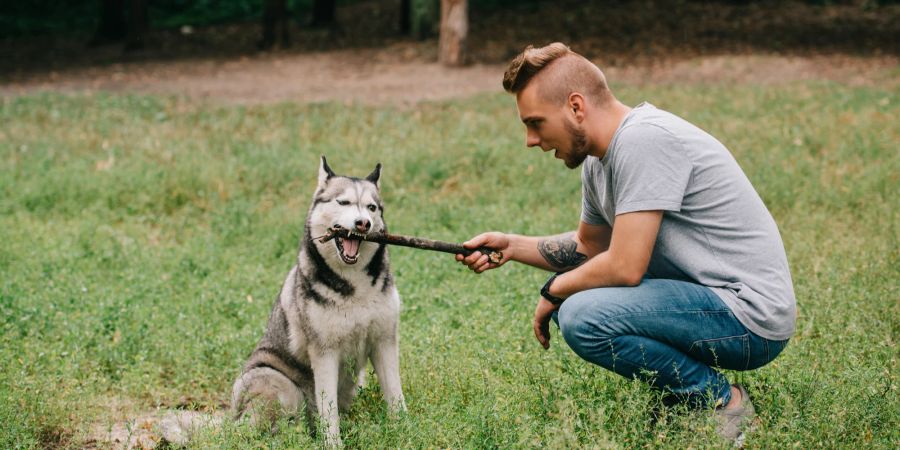 Mann trainiert Huskey mit Stöckchen