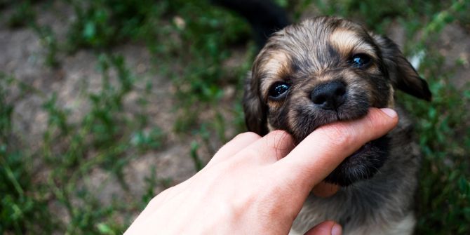 Hund beisst in einen Menschenfinger