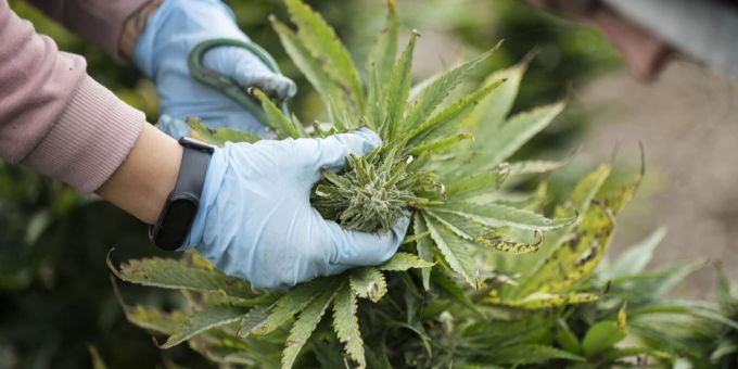 Beim Verkauf einer CBD-Hanfplantage kommt es zu Uneinigkeiten über den Verkaufspreis. (Symbolbild) hanfplantage cbd bern