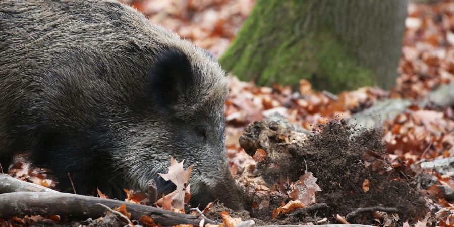 Ein Jäger hat in NRW ein totes Wildschwein gefunden, bei dem der Verdacht auf die Afrikanische Schweinepest (ASP) bestätigt wurde. (Archivbild)