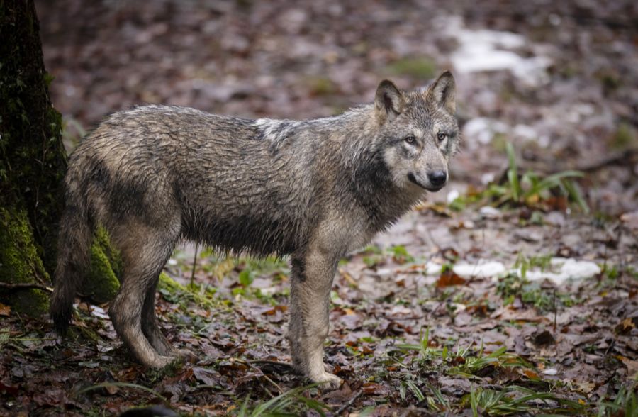 Der Kot eines Wolfes, der in Graubünden gesammelt wurde, enthielt hingegen nur 7 Plastikteile pro Gramm. (Symbolbild)