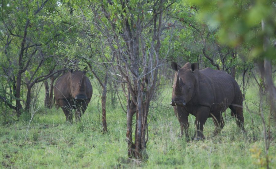 Der Bestand der Nashörner in Kenia konnte erhöht werden.
