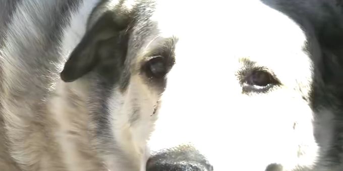 Der zweijährige Boden Allen wurde von Buford, einem anatolischen Hirtenhund, aus der Wüste Arizonas gerettet. Hund rettet Jungen