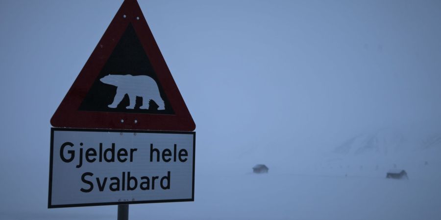 Eisbären