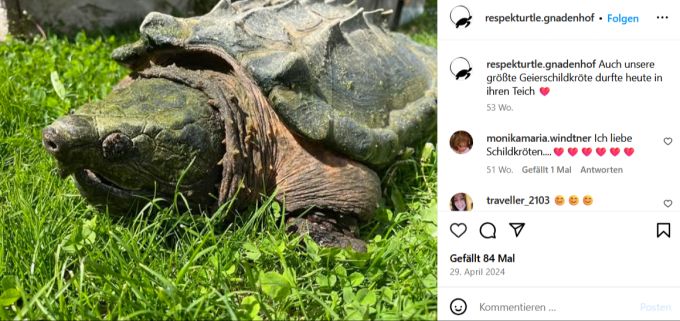 Die 12 Kilogramm schwere Gabi gleicht diesem Exemplar der Geierschildkröte. gabi