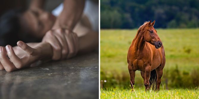 sexueller angriff pferd