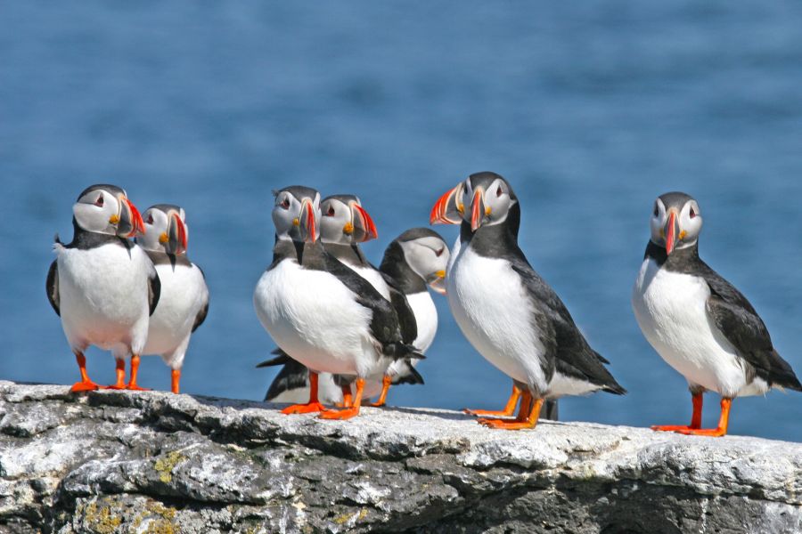 papageientaucher schottland