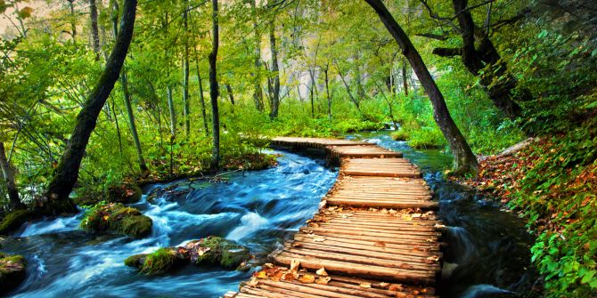 Holz Wasser Pfad Wald
