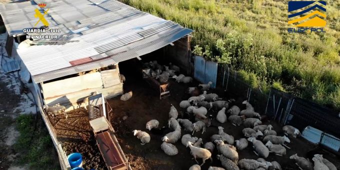 Auf dem von der spanischen Guardia Civil zur Verfügung gestellten Bild ist ein Schlachthof zu sehen, der Fleisch von unterernährten Schafen und Ziegen illegal vertrieben haben soll. Schlachthof