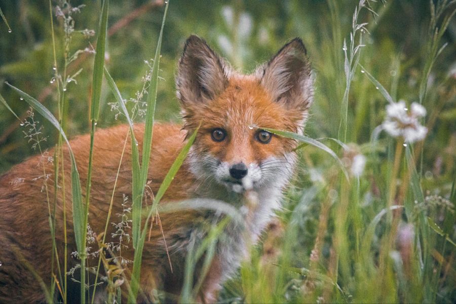 Nau.ch-Leserin Samantha F. begegnet an einem Sonntagabend mitten in der Stadt Bern ein Fuchs. (Symbolbild)