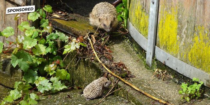 Igel