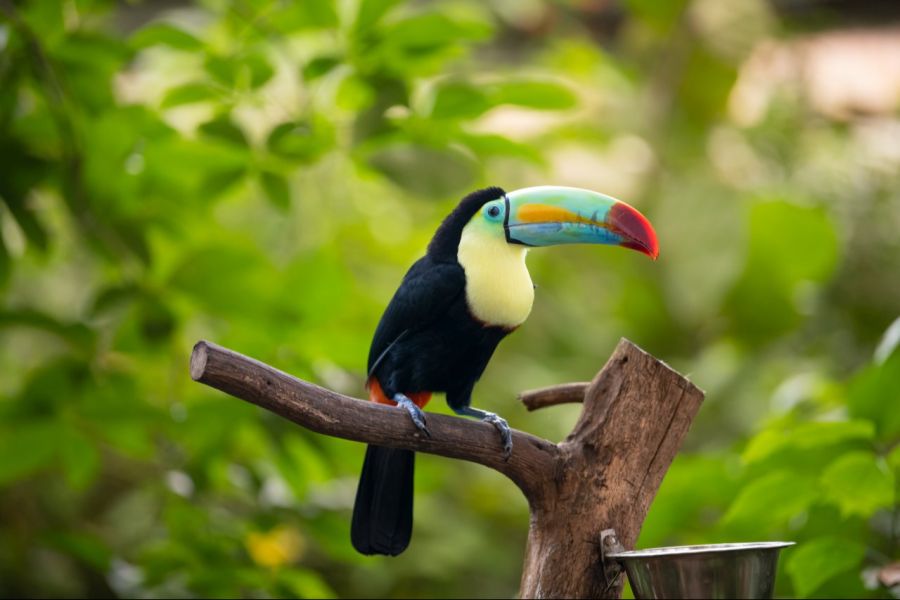 Das Papiliorama ist ein tropisches Paradies voller bunter Schmetterlinge und faszinierender Tiere.