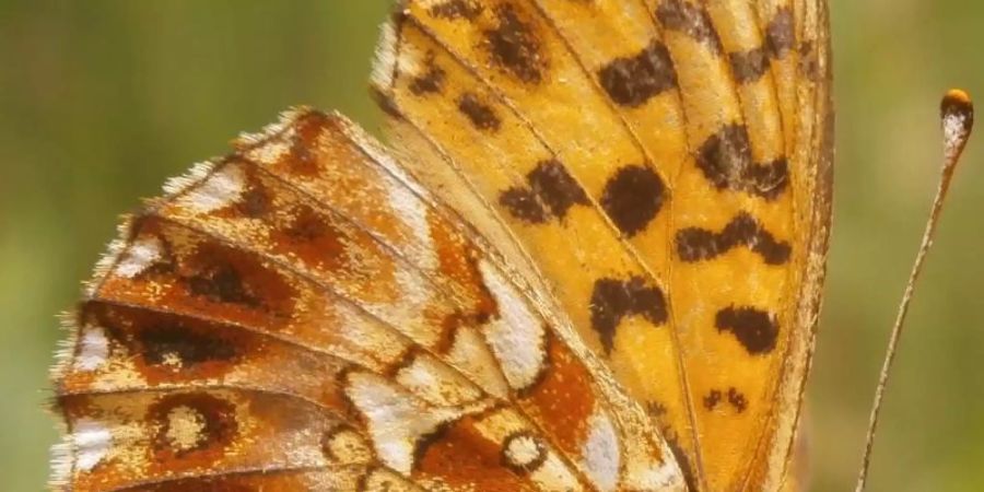 Ein Magerrasen-Perlmuttfalter oder Hainveilchen-Perlmuttfalter (Boloria dia). Intensive Landwirtschaft und Versiegelung von Flächen lässt die Vielfalt von Schmetterlingsarten schrumpfen. Foto: Schmitt/Senckenberg