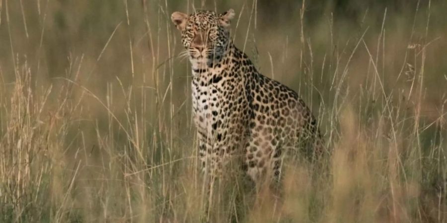 Ein Leopard in Kenia