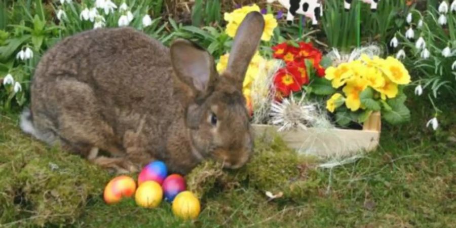 Osterdatum Osterhase Ostern