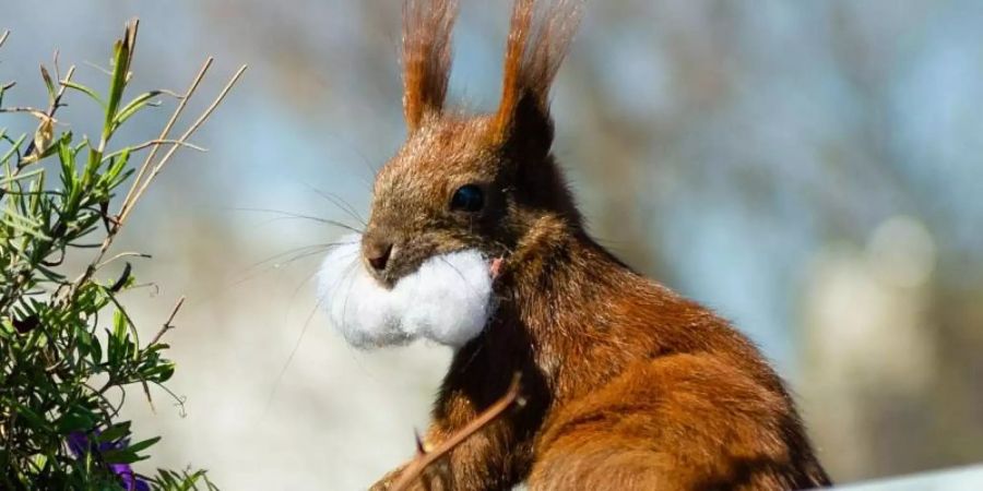 Eichhörnchen Fridolin testet den geschmacklichen Wert von ... Watte. Foto: Lisa Ducret