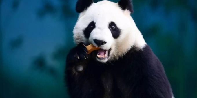 Der Panda im Zoo von Shenyang guckt in die Kamera. Panda