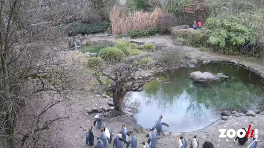 Rechts im Bild sind junge Königspinguine zu sehen.