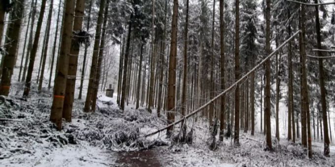 Der aussergewöhnliche Wintereinbruch vom Januar 2021 mit Schneemengen zwischen 40 und 55 cm verursachte Schäden in den Wäldern von Kloten.