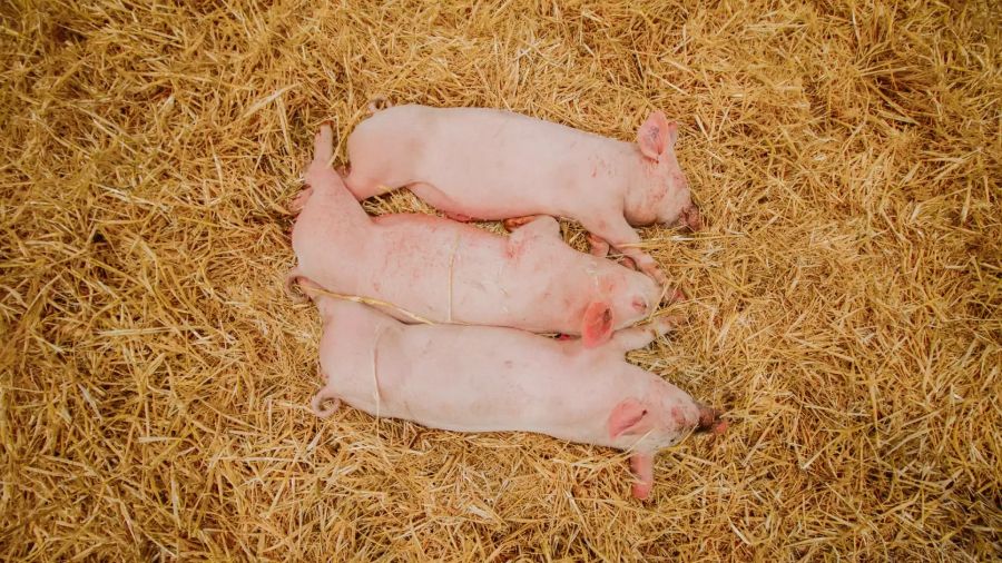 Drei Schweine im Stroh