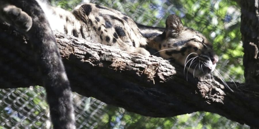 Das entlaufene Nebelparder-Weibchen Nova hat im Zoo von Dallas im US-Bundesstaat Texas mehrere Stunden lang für Wirbel gesorgt.