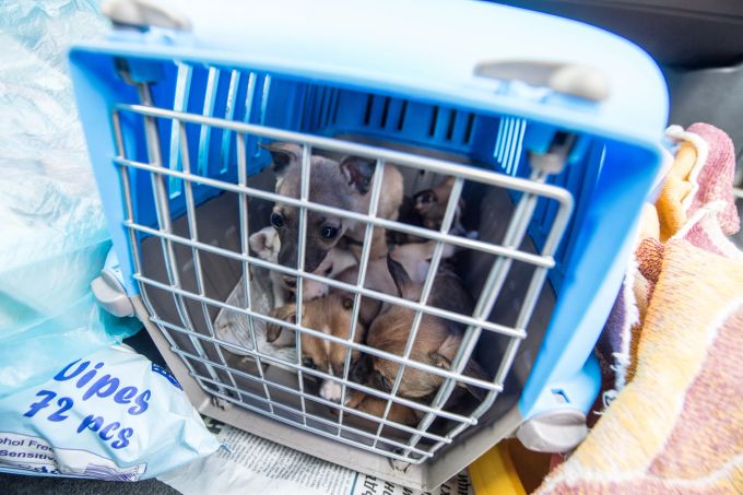 Die ersten Lebenswochen verbringen illegal gehandelte Welpen meistens in dunklen, unhygienischen Käfigen - und werden dann in Kofferräumen versteckt nach Deutschland gekarrt und hier verkauft. Welpe Hund Käfig illegal