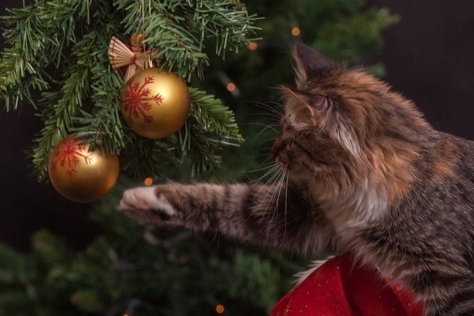 Katzen spielen gern – zu Weihnachten haben die Christbaumkugeln hohen Attraktionswert. Katze Christbaumkugel Weihnachtsbaum spielen Pfote