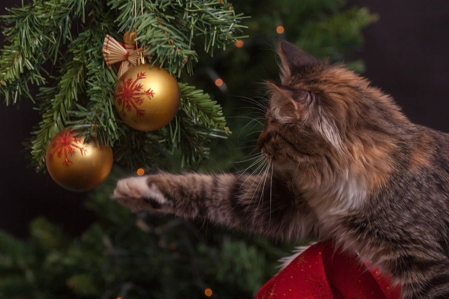 Katze Christbaumkugel Weihnachtsbaum spielen Pfote