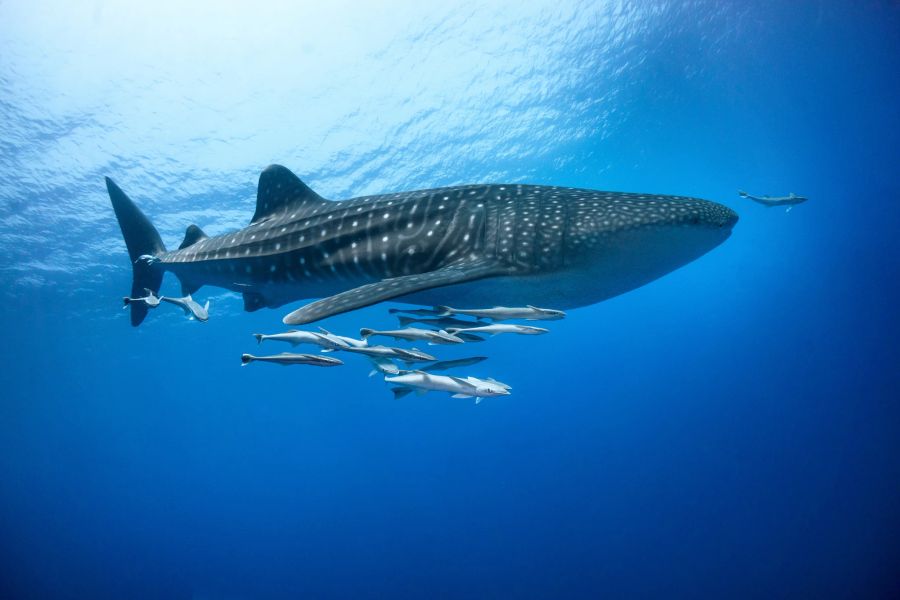 Walhai Meer Unterwasser Säugetier Fisch blau